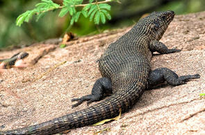 Giant Plated Lizard ; Reptiles - Africa