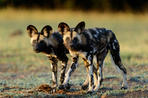 Wild Dog - Carnivore - South Africa