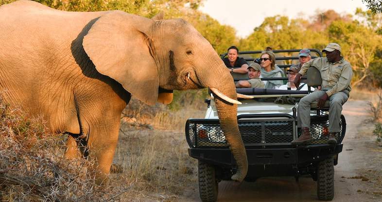 Images of Images of Ultimate Guided Kruger Safari Package