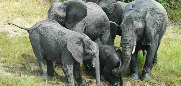 Kruger Park News - Chronic stress in elephants