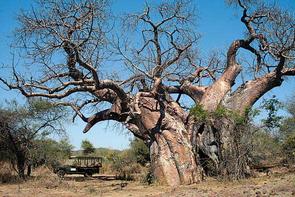 makuleke baobab krugerpark