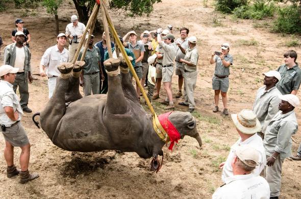 Rhino Poaching Update Rhino Conservation Kruger Park News 3945