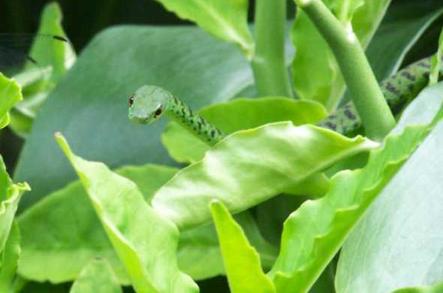 Spotted Bush Snake Reptiles And Snakes Africa