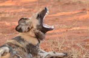 Images of Wild Dog - Carnivore - South Africa