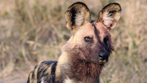 Images of Wild Dog - Carnivore - South Africa