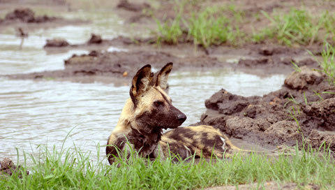 Images of Wild Dog - Carnivore - South Africa