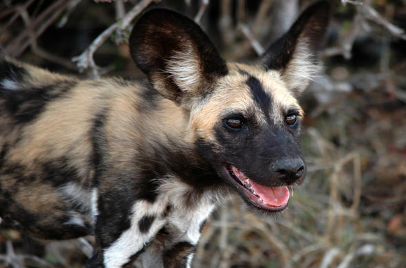 Images of Wild Dog - Carnivore - South Africa