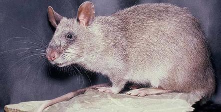 African Giant Pouched Rat - Rodent - Africa