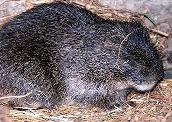 Other Mammals in Kruger National Park