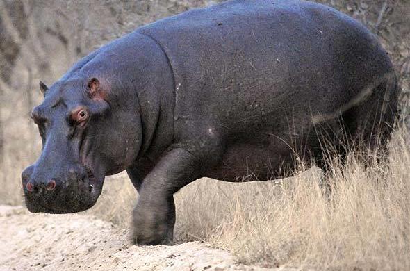 Hippopotamus - Hippo - African Mammal