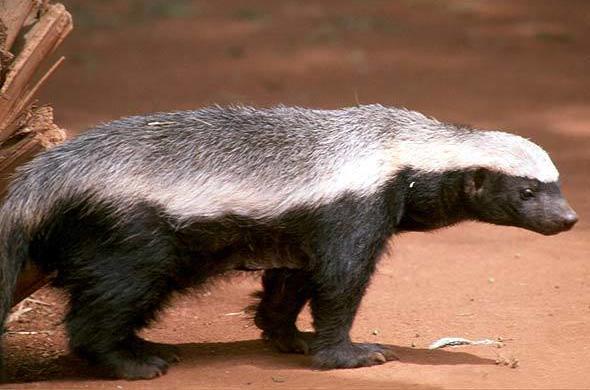 Honey Badger - African Mammals Guide