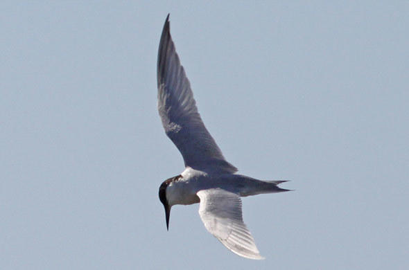 Damara Tern - Bird - Southern Africa