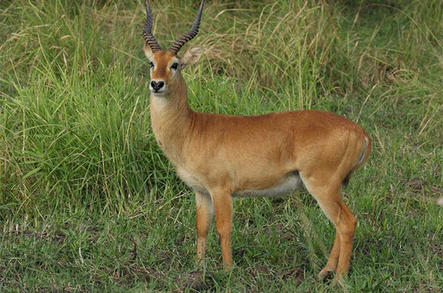 Puku - Antelope - Africa Mammal Guide