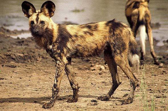 Images of Wild Dog - Carnivore - South Africa