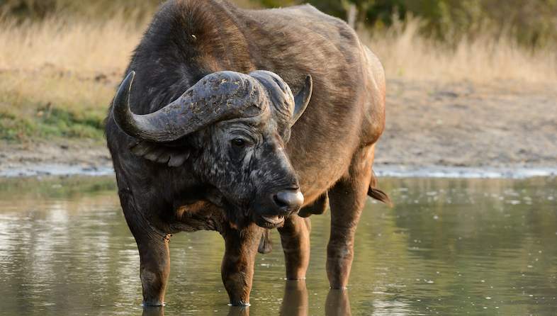 Boulders Bush Lodge - Kruger National Park - Activities