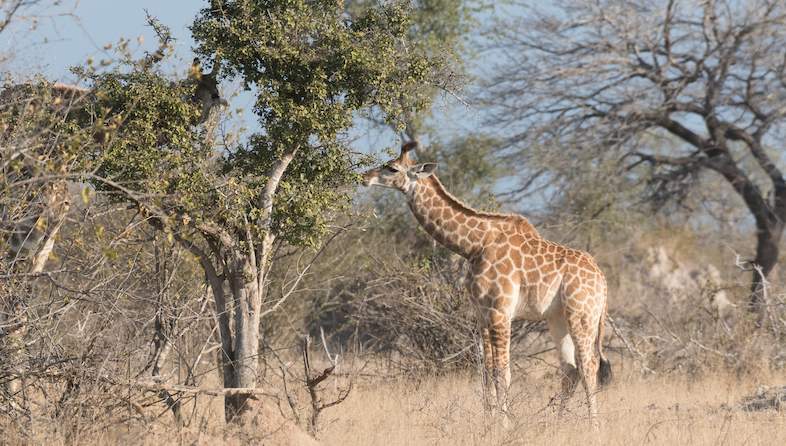 Tamboti Tent Camp - Kruger National Park - South Africa Safari