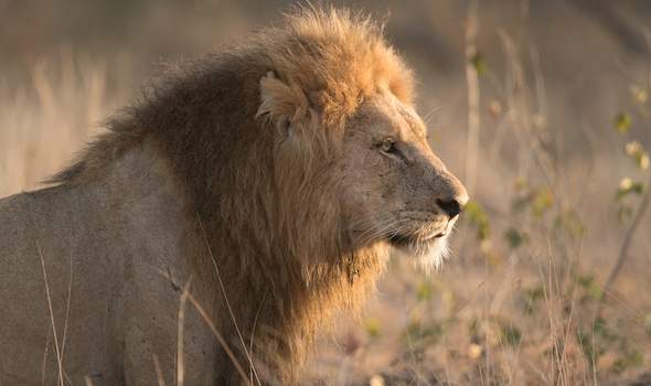 Roodewal Bush Lodge - Kruger National Park