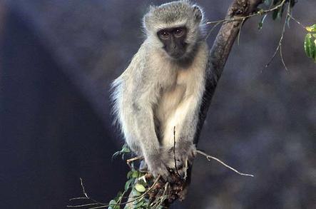 Vervet Monkey - Primate - Africa Mammal Guide