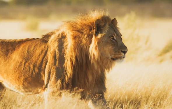 Kruger Park News - Lion Cannibalism Awes Trailists and Guides