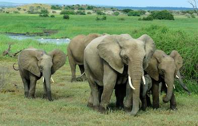 FAQ on Elephant - Africa Mammals Guide