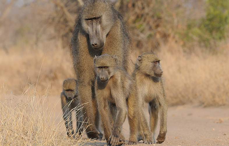 Kruger Park - Malelane to Skukuza via Biyamiti Weir, Self-drive safari ...