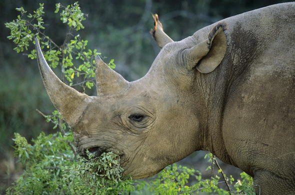 Rhinoceros - Black Rhino - African Mammal Guide