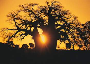 Boabab Tree - Southern African Trees - Adansonia digitata