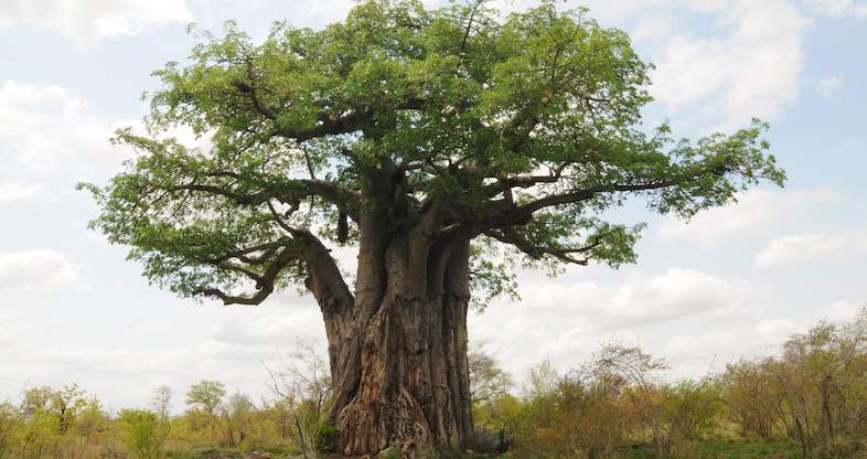 Baobab Tree Cooke 786x416 