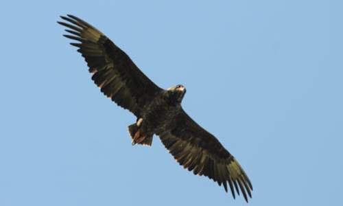 Bateleur Eagle