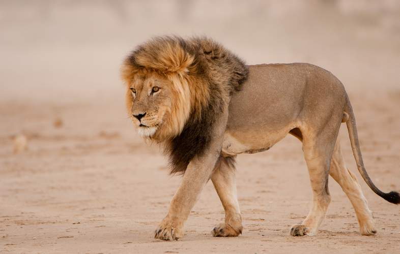 full grown male african lion