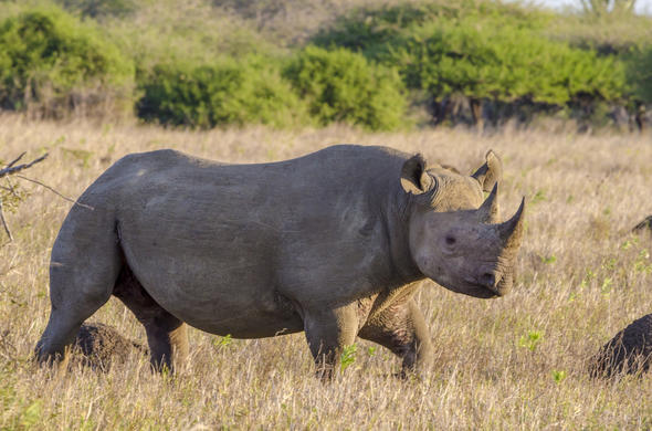 Images of Rhinoceros - Black Rhino - African Mammal Guide