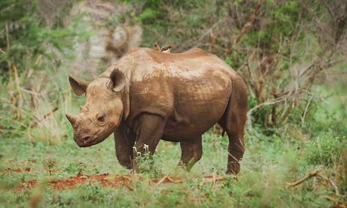 Rhino rescue in Kruger National Park South Africa Fin1_Web