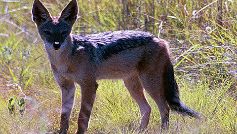 african jackal