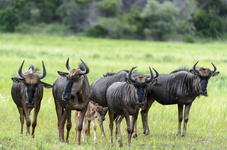 Wildebeest - Connnochaetes - South Africa...