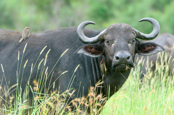 Images of African Buffalo - South African Wildlife Guide