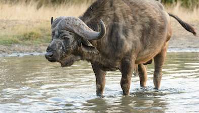 Images of Satara Rest Camp - Kruger National Park