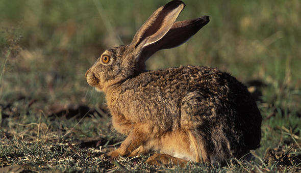 Cape Hare - Brown Hare - Africa Mammal Guide