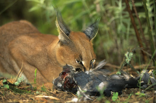 Caracal, Cat - Carnivore - South Africa