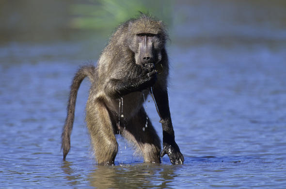 Images of Baboon - Primate - South African Mammal Guide