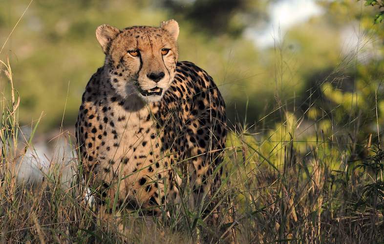 Game Drive from Malelane to Crocodile Bridge - Kruger National Park