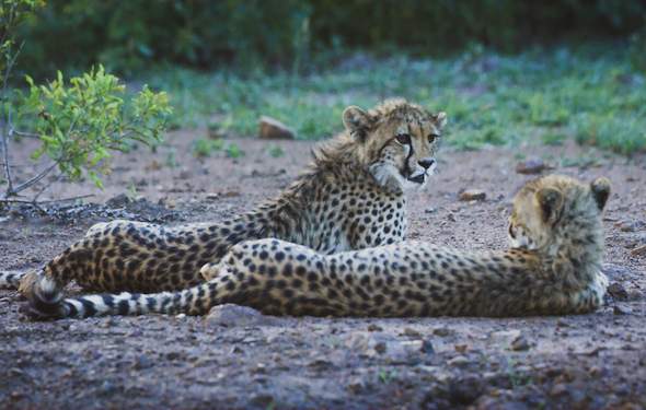 Kruger Park News - Magnets replace pins for new sightings boards