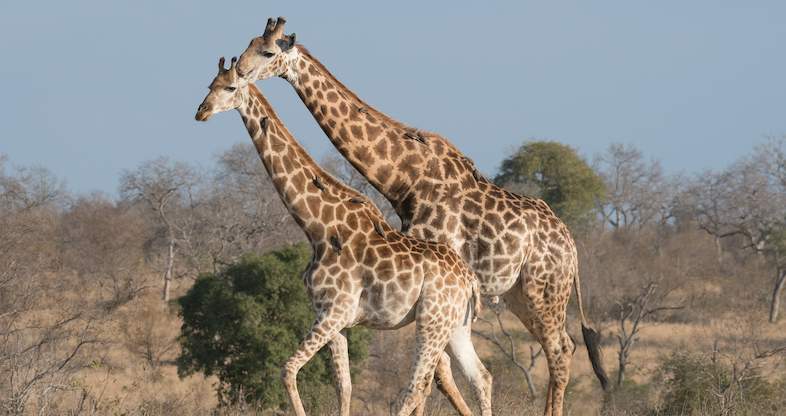 Classic Kruger Park Safari - 4 Day Tented Safari Tour