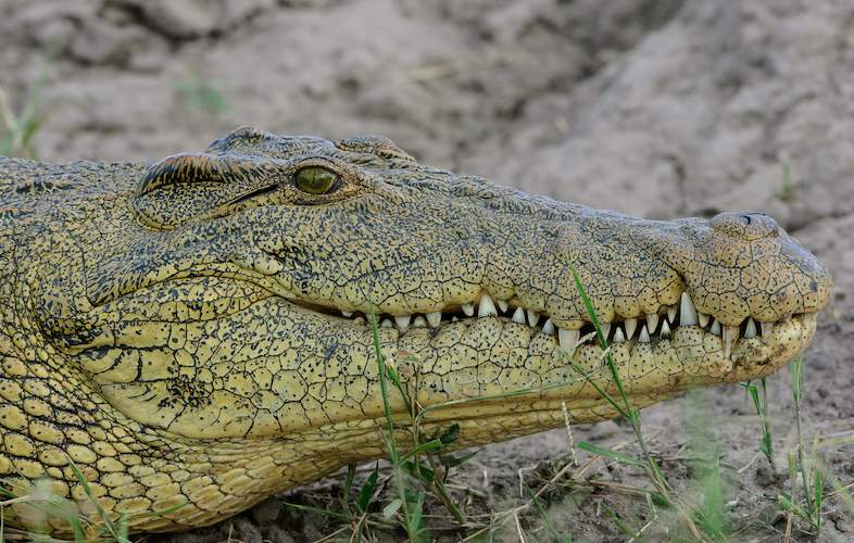 Kruger Park News - Park searching Crocodile Killer - Online News ...