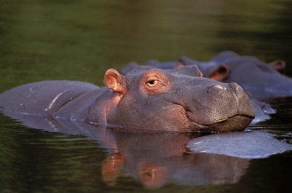 Hippo - Hippopotamus - Africa Mammals Guide