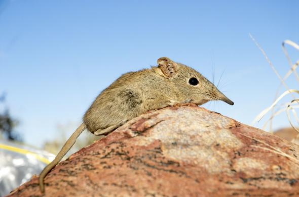 Eastern Rock Elephant Shrew - Elephantulus Myurus - South Africa