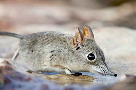 Eastern Rock Elephant Shrew - Elephantulus Myurus - South Africa