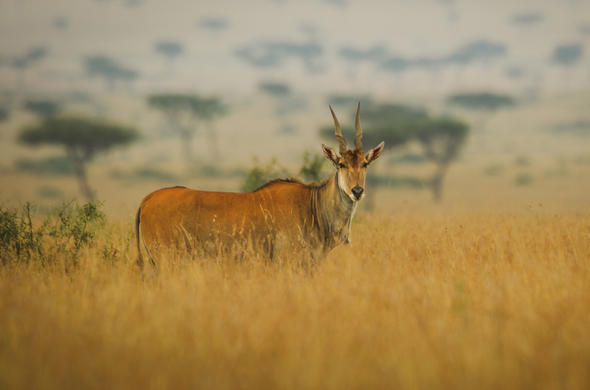 Images Of Eland - Taurotragus Oryx - South Africa