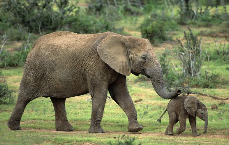 african safari elephant