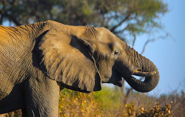 Kruger Park Times - SADC to form common elephant management policy...