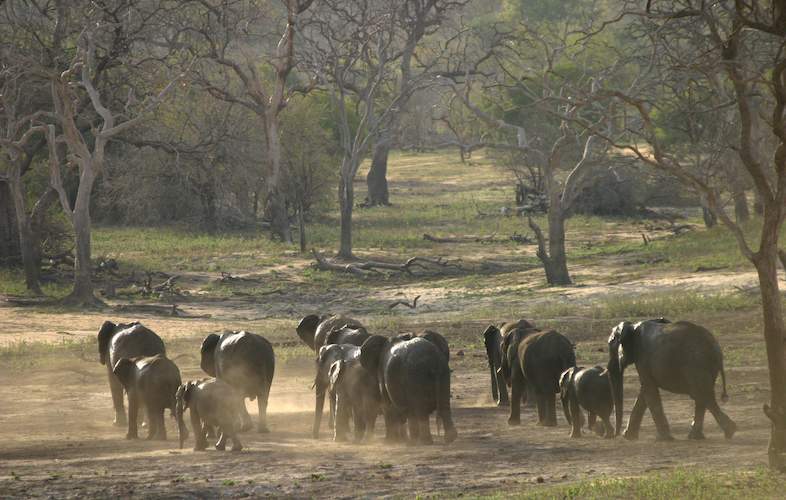 Kruger Park Times - National Elephant Management Guidelines - Online ...